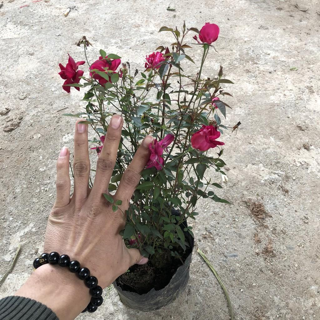 Cây hoa hồng quế, chiều cao cây 25-30cm hoa cực thơm dễ chăm sóc không sâu bệnh, thích hợp trang trí sân vườn cảnh quan