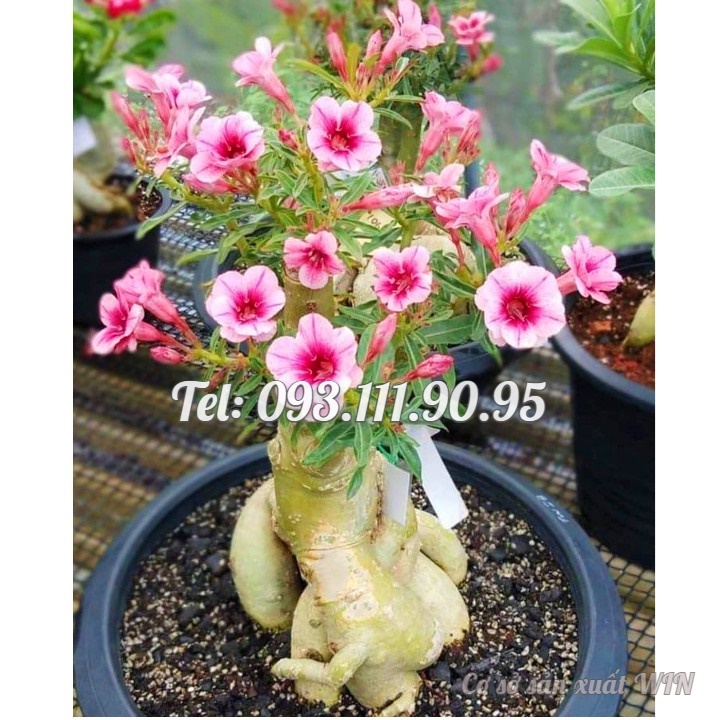 Hạt giống hoa sứ Thái Lan cánh tiên 5 cánh màu hồng - Bịch 10 hạt – Mã số 2088