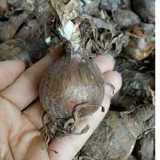 Củ giống hoa bỉ ngạn vàng
