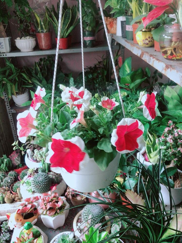 Chậu Cây Dạ Yến Thảo Đỏ Viền Trắng