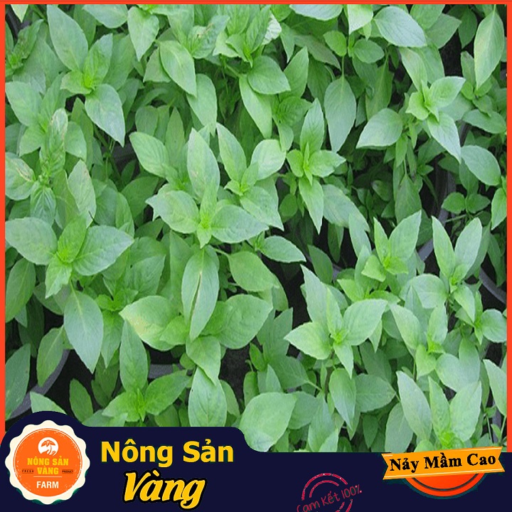 Hạt giống Rau Húng Quế ( Gói 5 Gram ) - Nông Sản Vàng