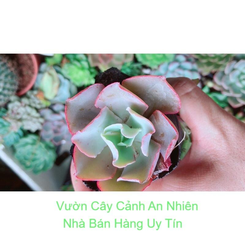 Sen Đá Nhỏ