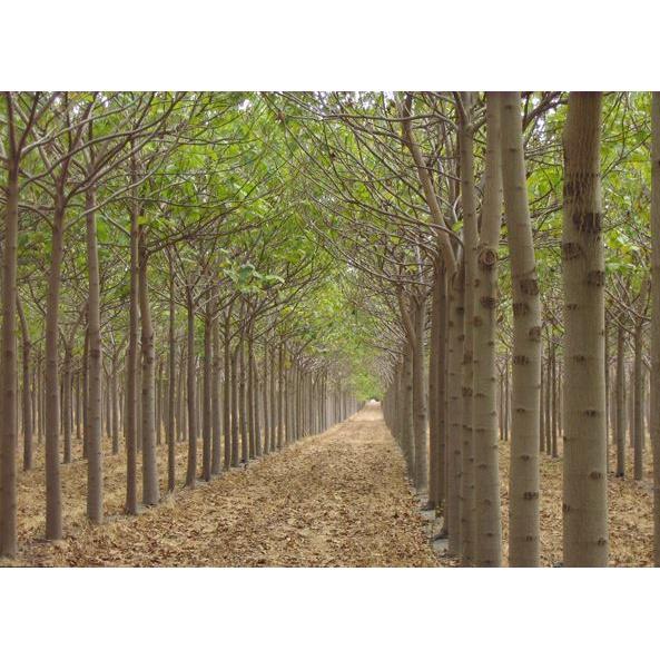 SẢN PHẨM: 800 GRAM HẠT GIỐNG CÂY HÔNG