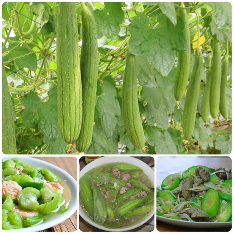 Hạt Giống Mướp Hương Thái Lan F1 Cực Thơm Sai Trái Trồng Quanh Năm Gói 1G 10Hạt - Khu Vườn Ban Công