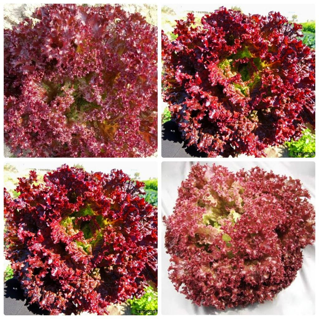 Combo 4 gói hạt giống xà lách các loại-gói 2gram-tặng kèm gói phân bón lót