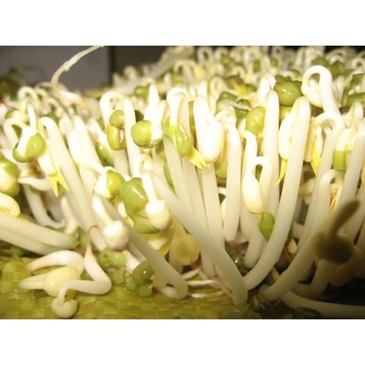 HẠT GIỐNG RAU MẦM GIÁ ĐẬU XANH