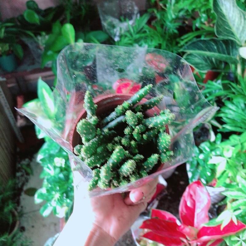 Xương Rồng Bụi