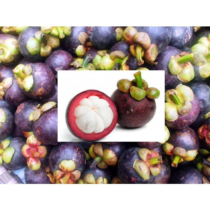 CÂY GIỐNG MĂNG CỤT NHIỆT ĐỚI SIÊU CHỊU NHIỆT SIÊU QUẢ DÒNG QUẢ SỚM- CAM KÊT GIỐNG CHUẨN F1