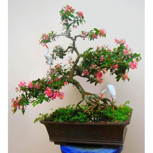 Combo 3 bầu Hồng ngọc mai bonsai , cây giống gửi đi nguyên bầu