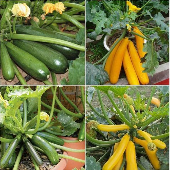 Combo 2 gói hạt giống bí ngòi dài vàng ,xanh-gói 10 hạt-tặng kèm gói phân bón lót