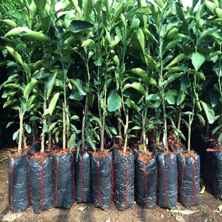 CÂY GIỐNG BƯỞI DIỄN CHUẨN