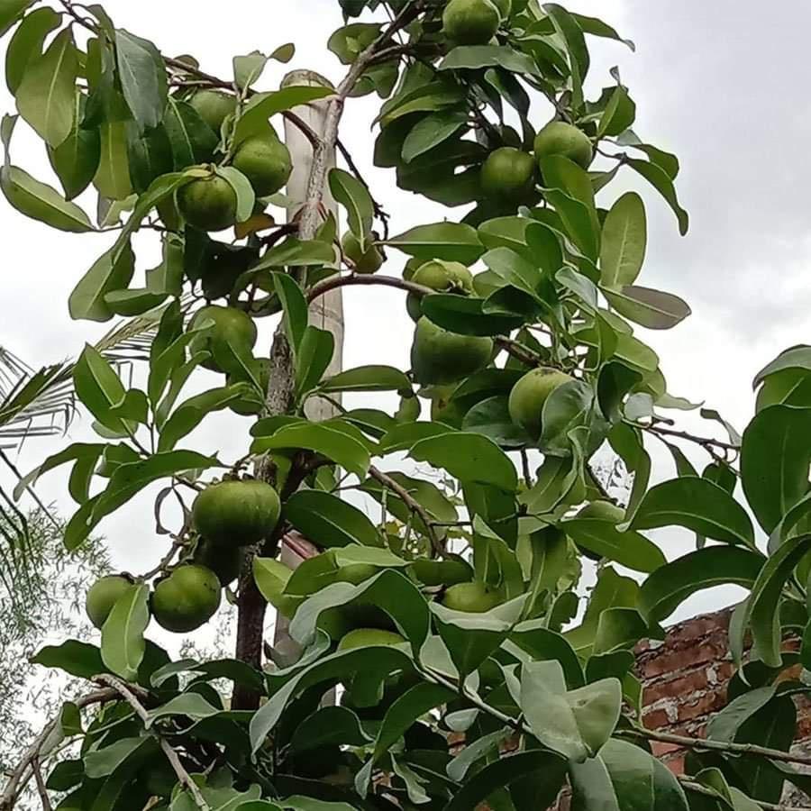 CÂY GIỐNG HỒNG ĐEN SOCOLA