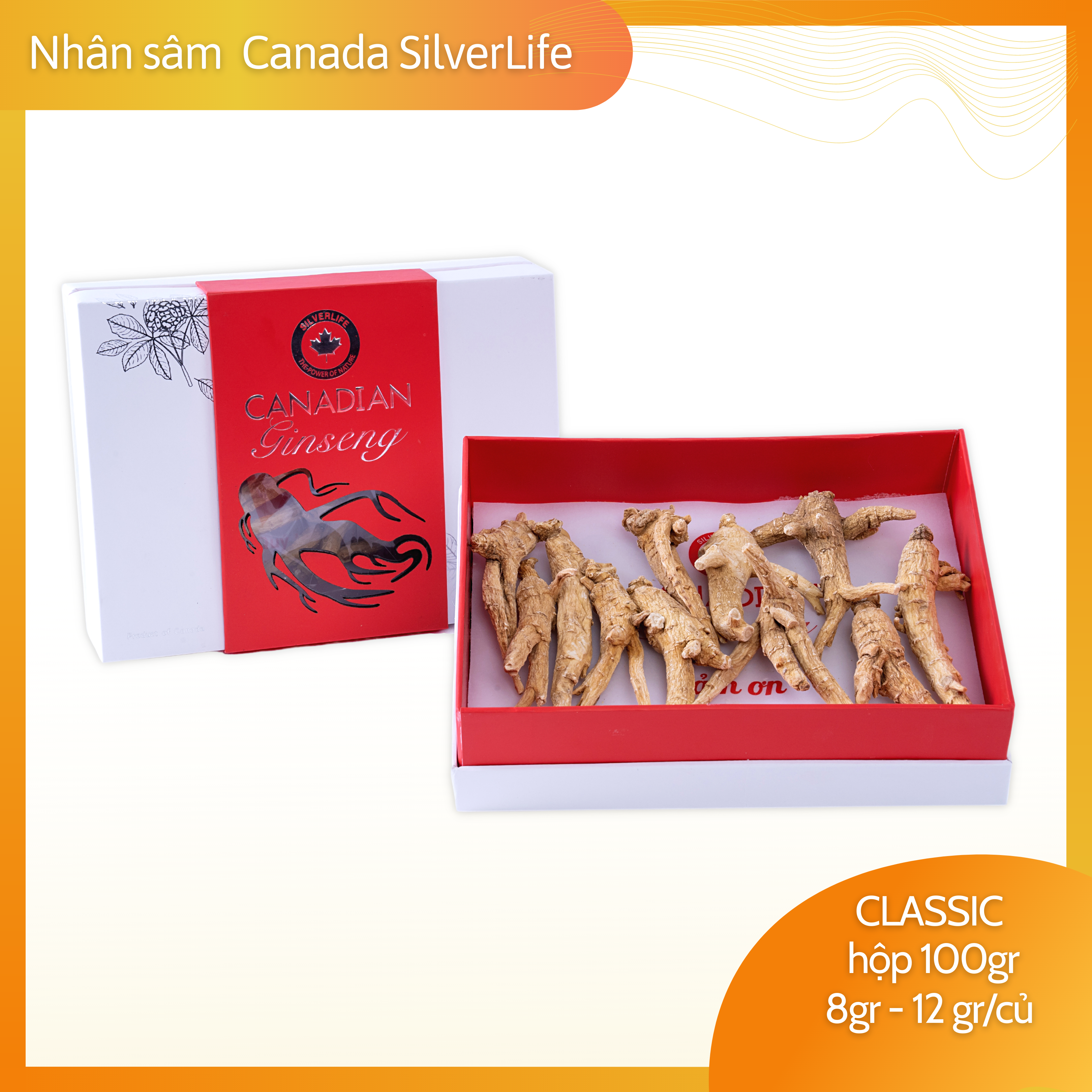 Nhân sâm khô Canada SilverLife Classic | Nhân sâm khô nguyên củ | Nhân sâm Canada chính gốc nguyên chất 100%