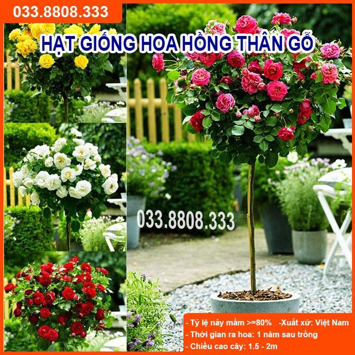 HẠT GIỐNG HOA HỒNG THÂN GỖ - DỄ TRỒNG, DỄ CHĂM