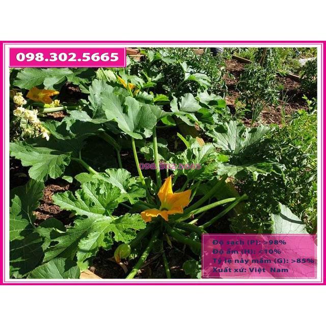 Hạt giống bí ngòi xanh gói 2gr