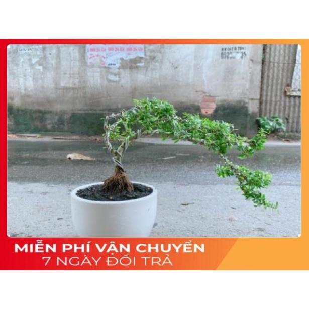 Chậu Cây Linh Sam