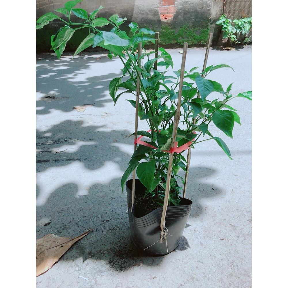 Ớt Kiểng Biquinho Độc Lạ Ăn Được