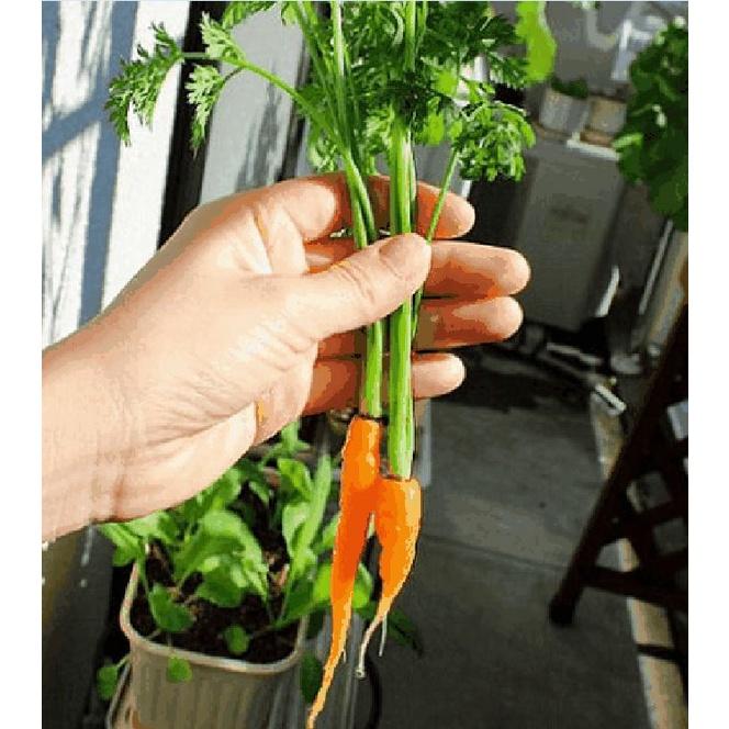 Hạt giống Cà rốt tí hon mini-gói 100 hạt-tặng kèm gói phân bón lót