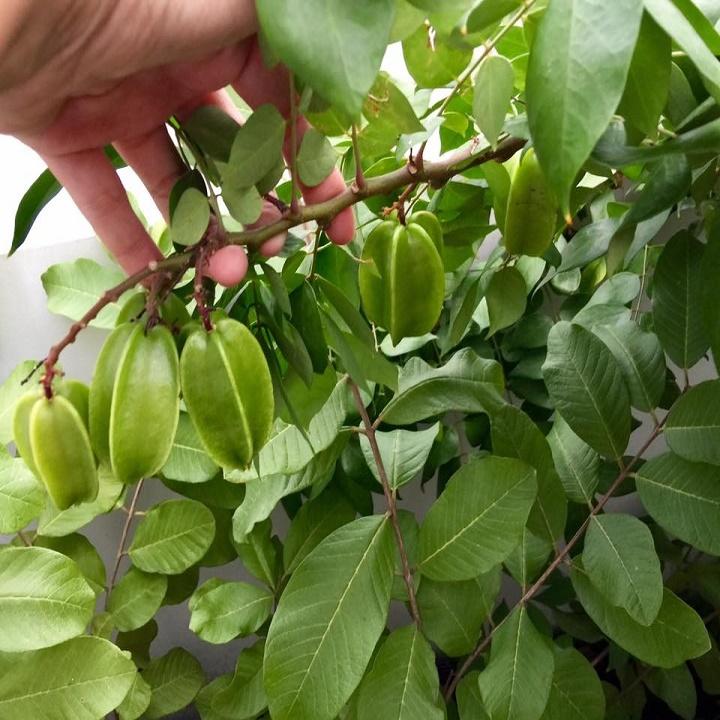 Cây giống khế chua, cây giống gửi đi nguyên bầu