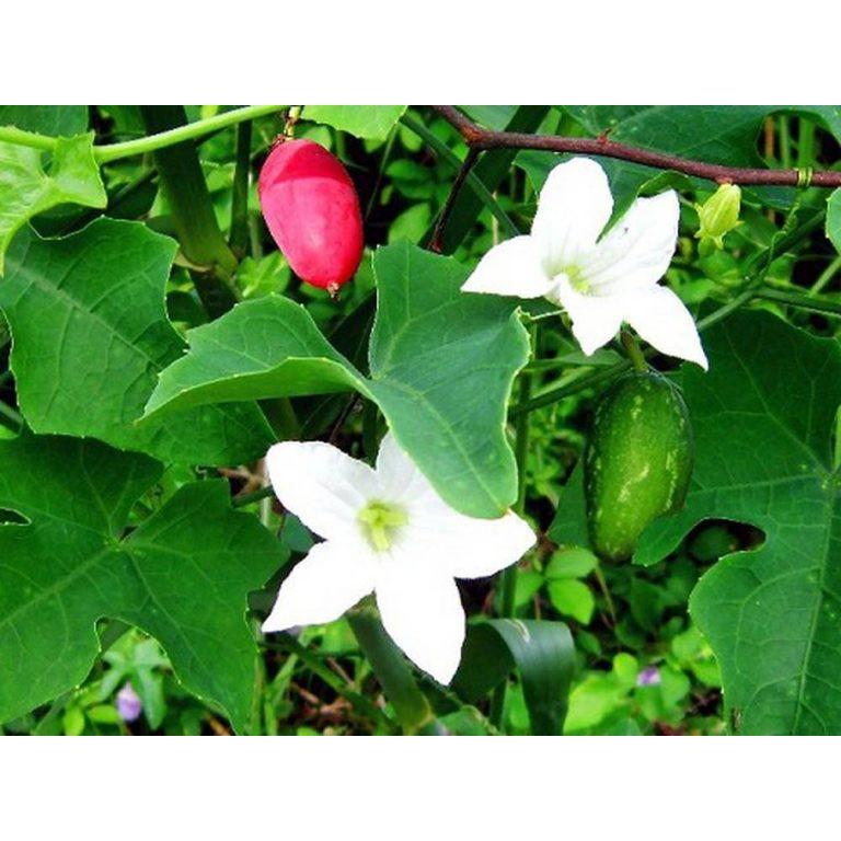 Hạt Giống Cây Bình Bát Dây -