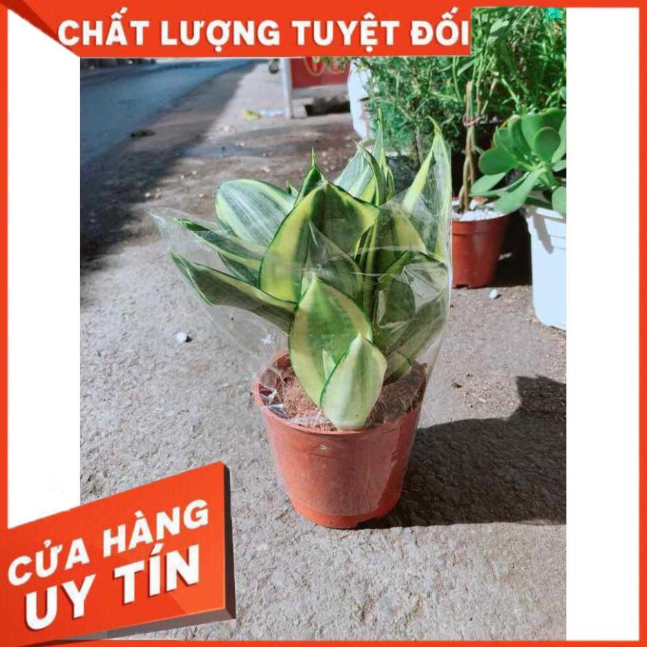Lưỡi Hổ Thái Vàng Nhiều Người Mua