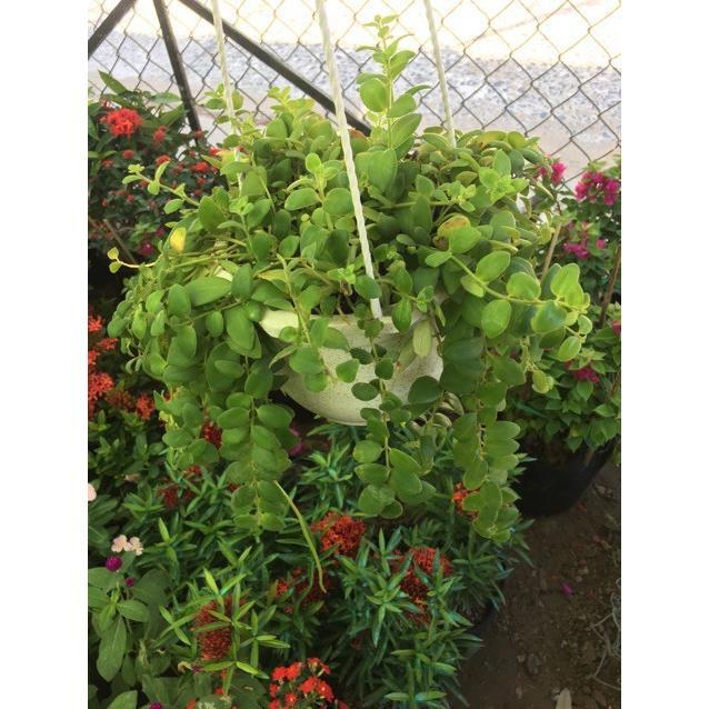 Lan son môi lá nhỏ