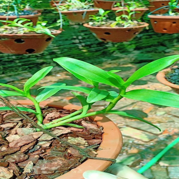 Sản Phẩm Hoa lan ám cổ văn giang