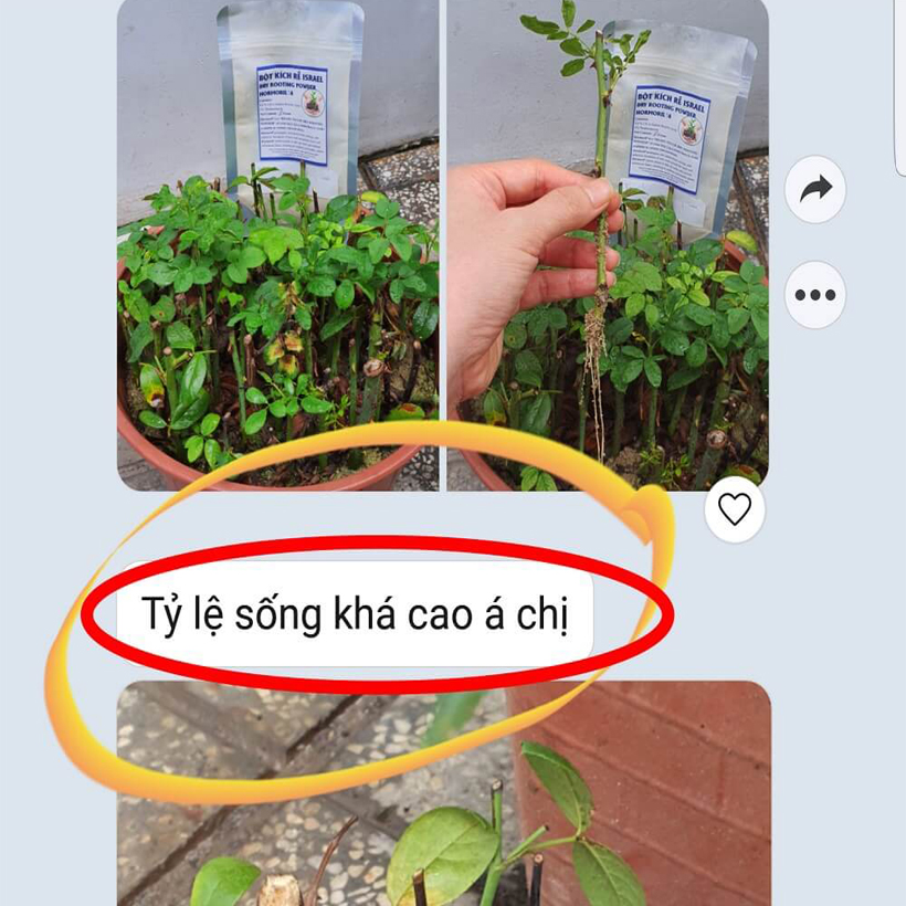 Tự Giâm Chiết Hoa Hồng tại nhà bằng Bột Kích rễ có trị nấm bệnh nhập khẩu Israel dành cho cây thân gỗ hiệu quả và sát khuẩn vết cắt