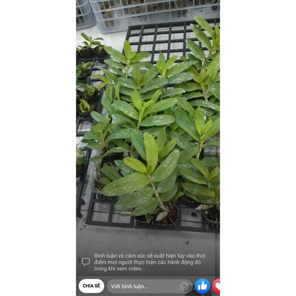Hoa phong lan - phi điệp hòa bình f21