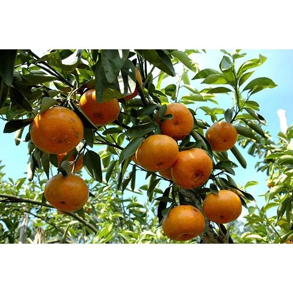 CÂY GIỐNG QUÝT THÁI KHÔNG HẠT SIÊU SỚM