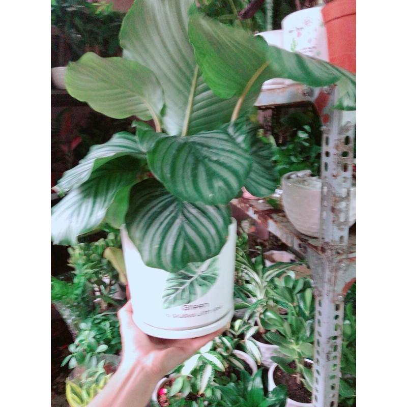 Chậu Cây Đuôi Công Táo Xanh