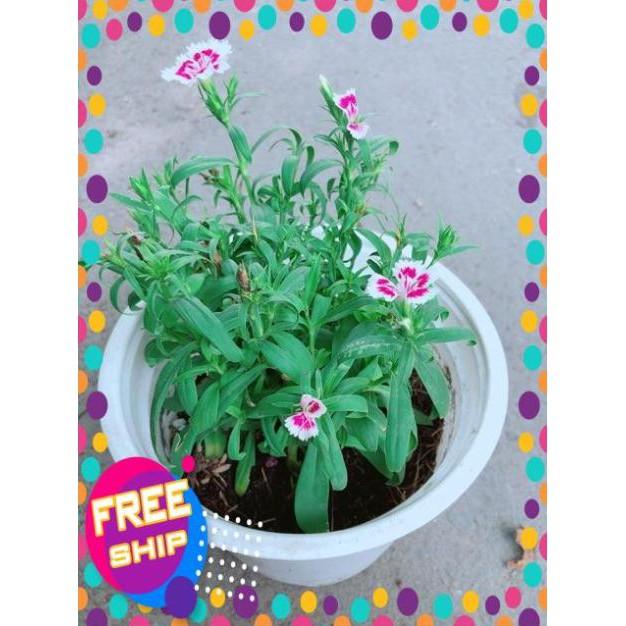 Chậu Hoa Cẩm Chướng