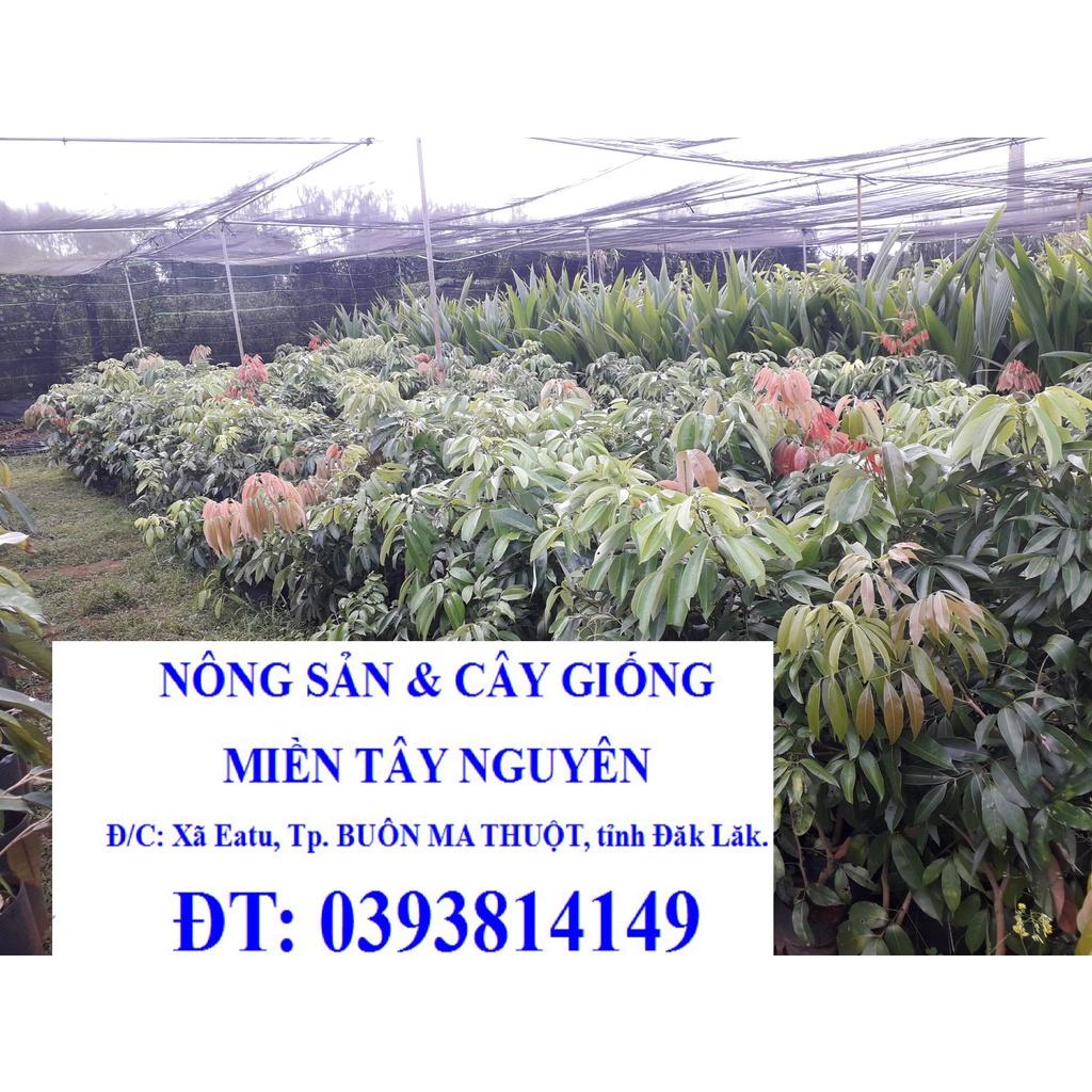 Cây giống Vải Thiều Lục Ngạn siêu trái.