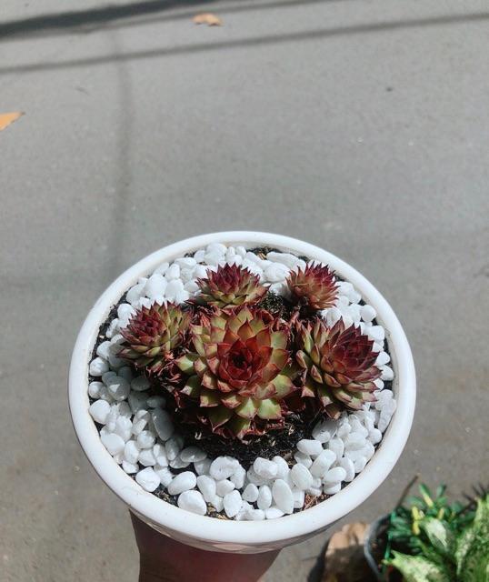 Chậu Sen Phật Bà Đỏ