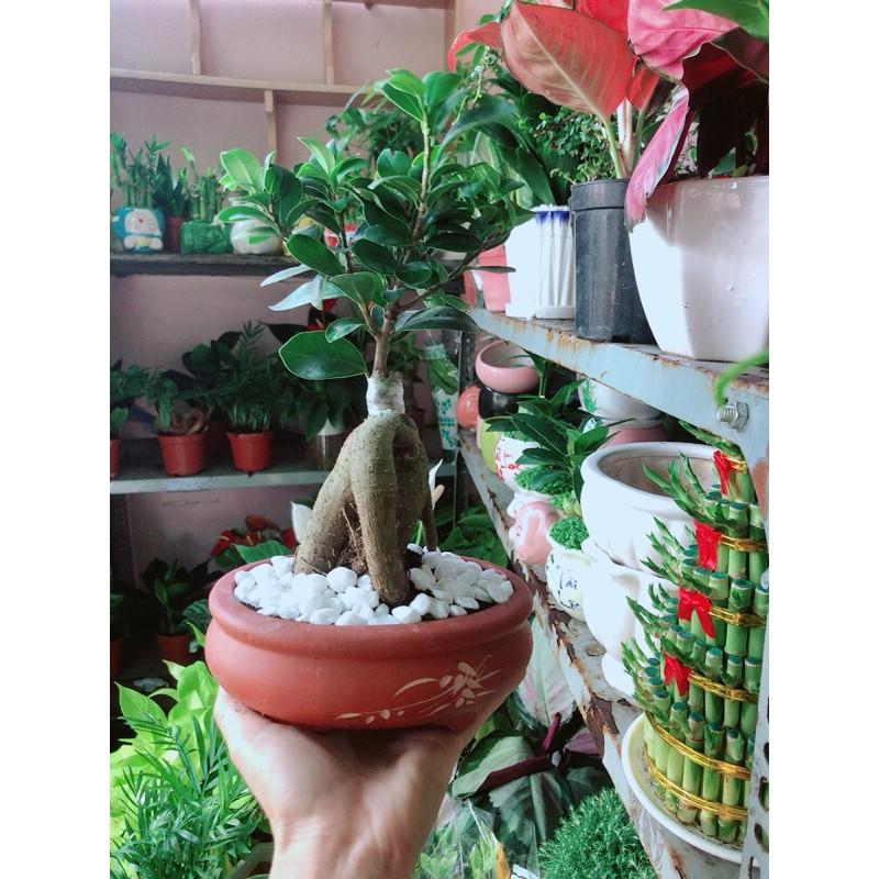 Chậu Cây Si Bonsai