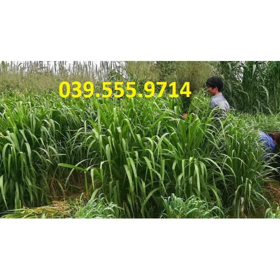 Hạt Cỏ Chăn Nuôi Mombasa Ghine - Cỏ Sả Lá Lớn 300g