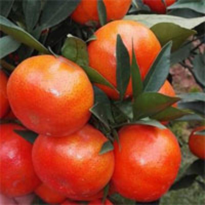 Phân bón Siêu to trái ngọt quả, lớn quả, to quả, siêu ngọt chắc quả ớt, cà chua, dưa hấu, cam bưởi