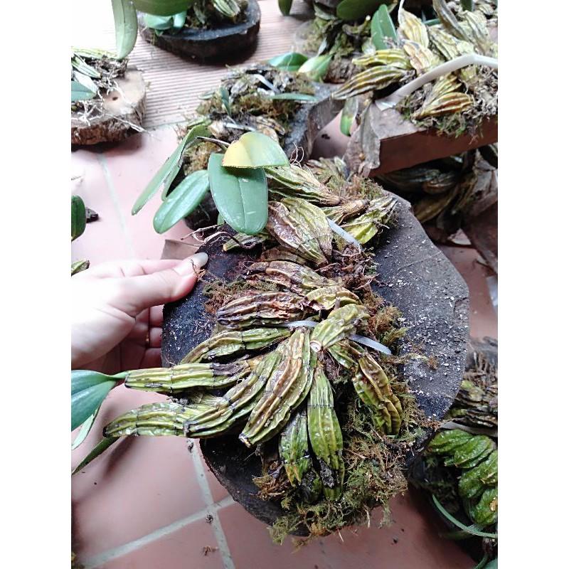 Hoa phong lan vảy rồng