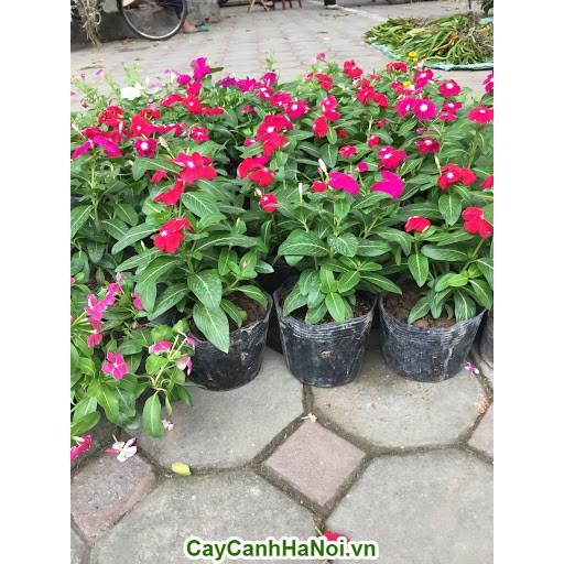 CHẬU HOA DỪA CẠN SIÊU ĐẸP - CHUẨN HÌNH