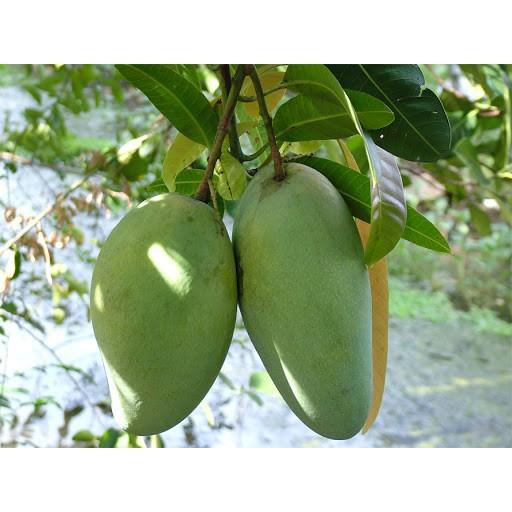 COMBO 2 cây giống XOÀI CÁT HÒA LỘC - Giống chuẩn F1 - Siêu sai quả ngon, ngọt