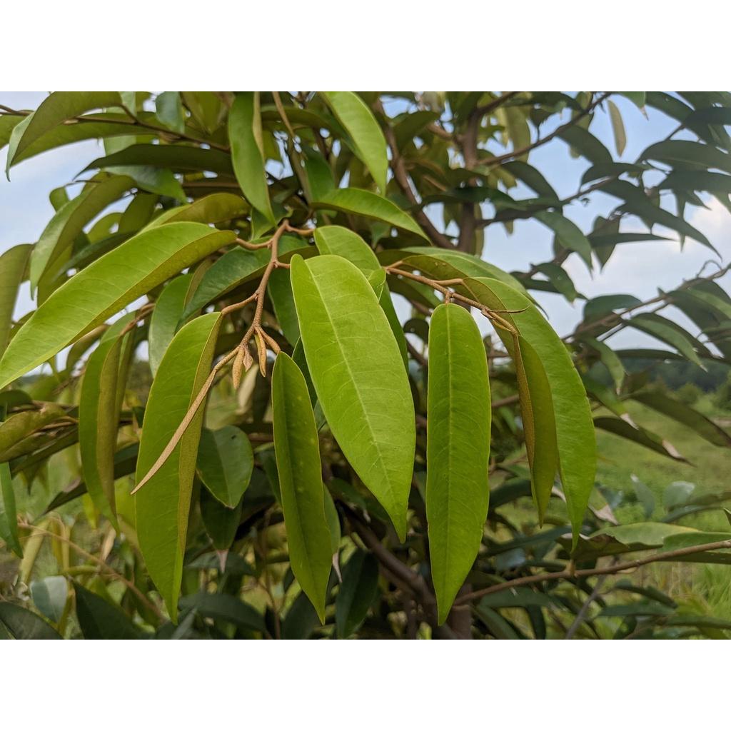 CÂY GIỐNG SẦU RIÊNG BLACK THORN (ghép siêu sớm )