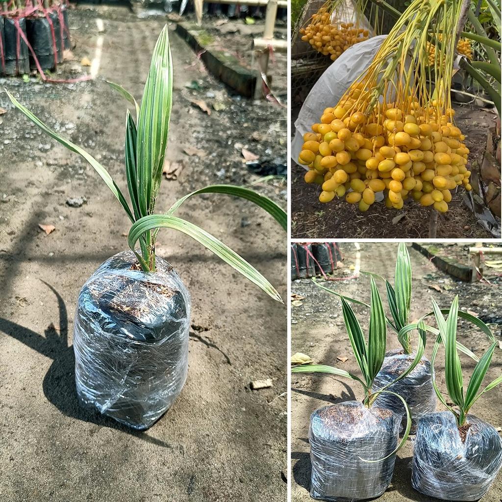 CÂY GIỐNG CHÀ LÀ TRUNG ĐÔNG NHẬP KHẨU