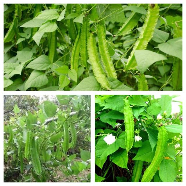 HẠT GIỐNG ĐẬU RỒNG