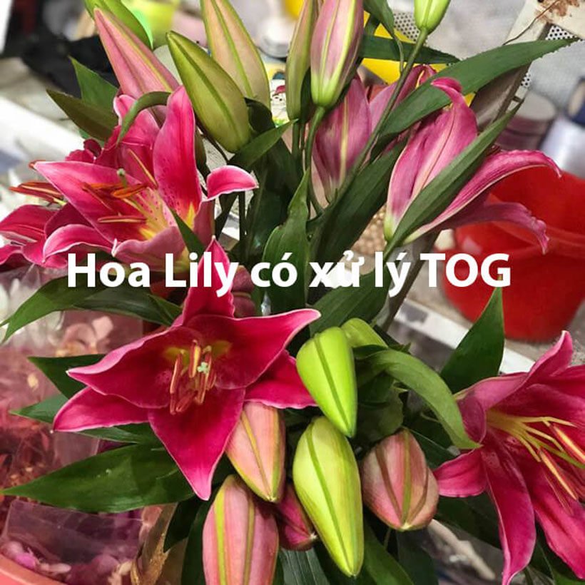 DUNG DỊCH BẢO QUẢN HOA LILY LÂU TÀN, KIỀM HOA KHÔNG NỞ VÀ “NGỦ ĐÔNG” TRÊN 15 NGÀY TẠI NHÀ VƯỜN TRỒNG HOA (GROWERS) THEO CÔNG NGHỆ ISRAEL