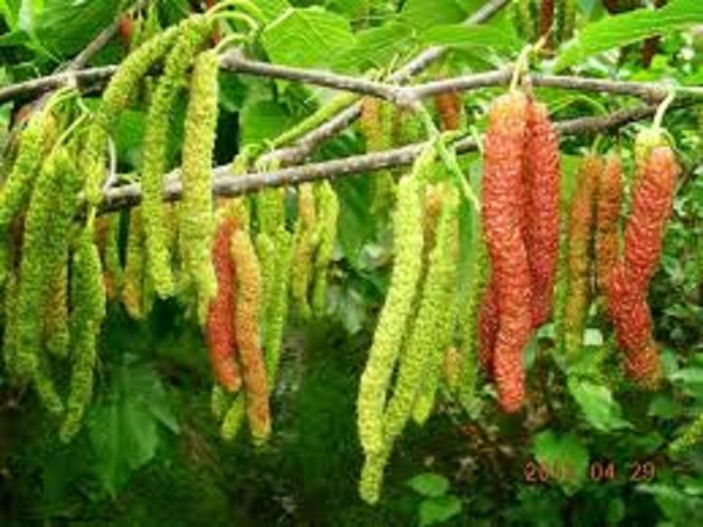 Dâu quả dài, giống dây quả dài thái lan, siêu quả