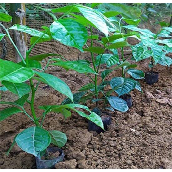 Cây húng vịt, húng rừng, cây chanh chó , cây thái gấu- cây giống