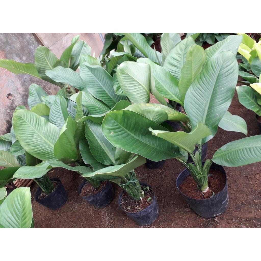 Combo 2 Cây giống Đại Tỷ Phú KHỔNG LỒ *