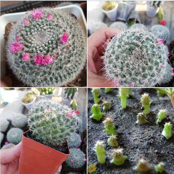 Hạt giống hoa xương rồng bánh sinh nhật - 1 gói 20 hạt-HGNN