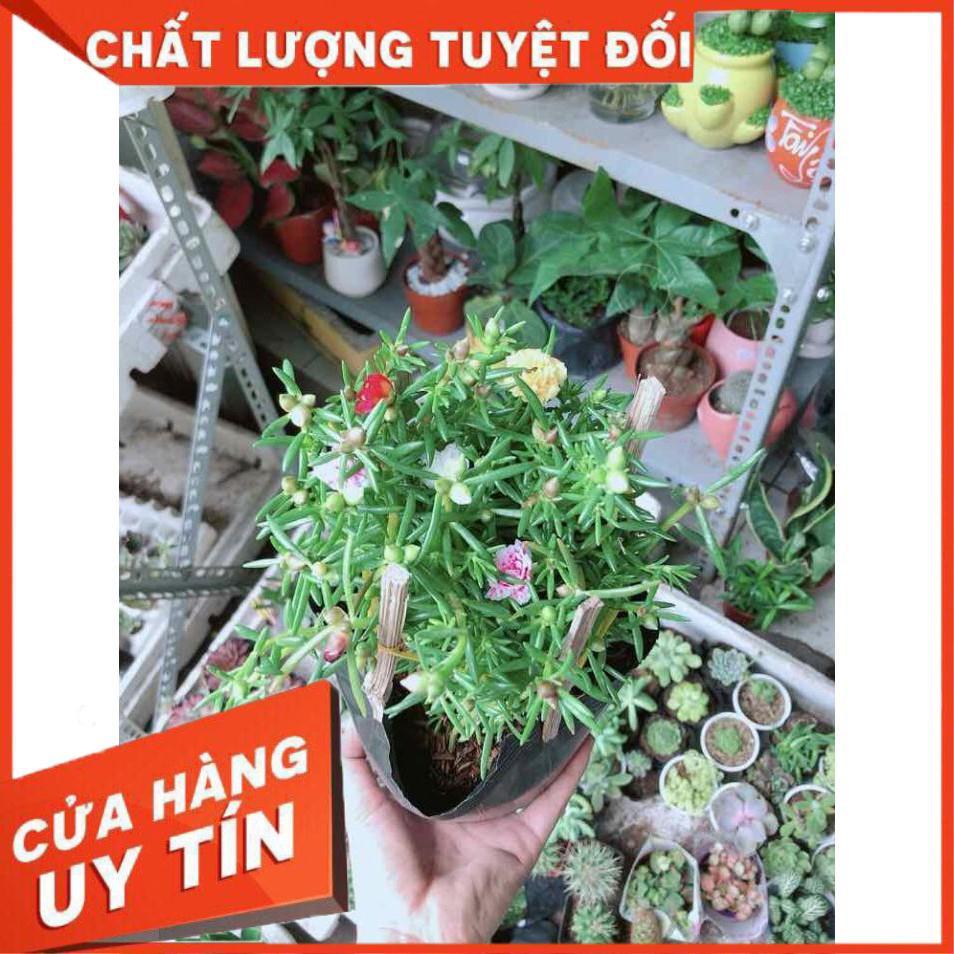 Hoa Mười Giờ Mỹ Nhiều Người Mua