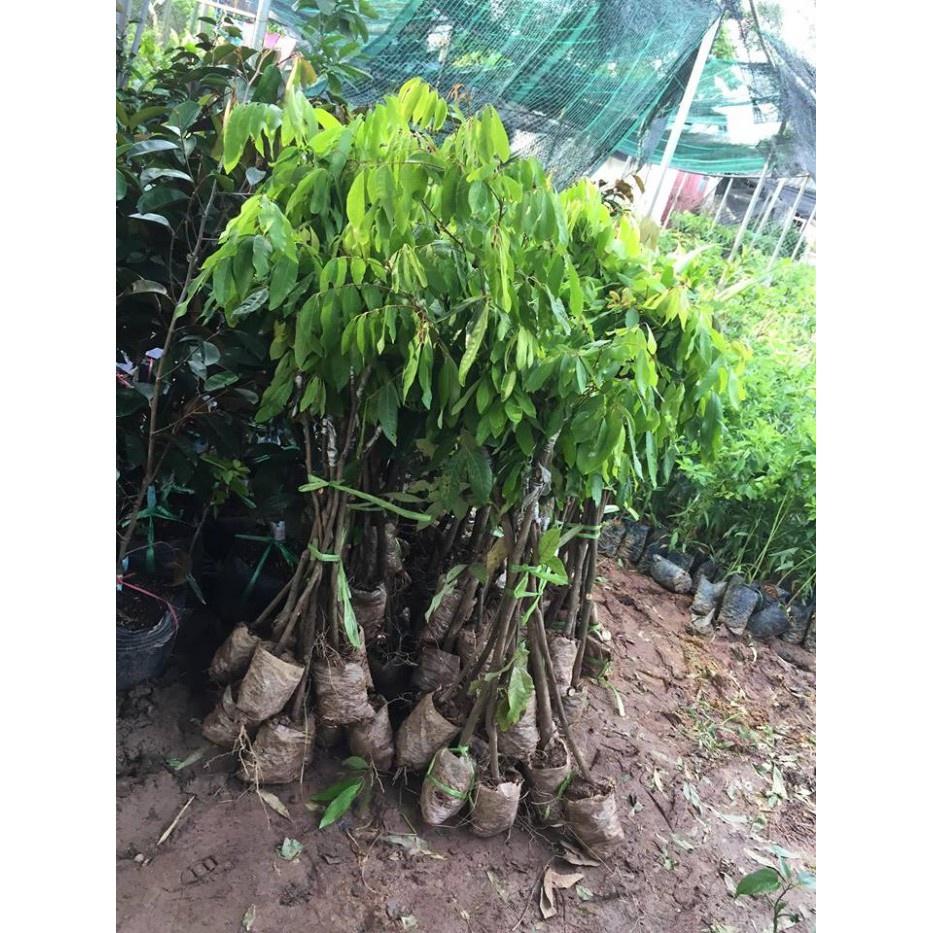 CÂY GIỐNG NHÃN LỒNG SỚM SIÊU NGON SIÊU QUẢ- CAM KÊT GIỐNG CHUẨN F1